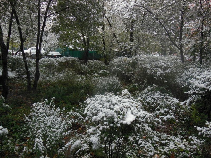 Первое снежное утро 2015-10-9