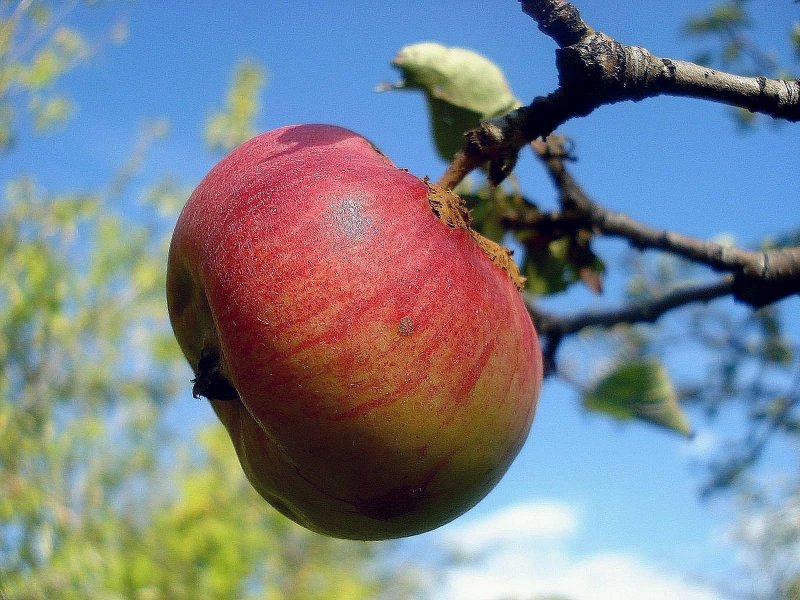августовское яблоко