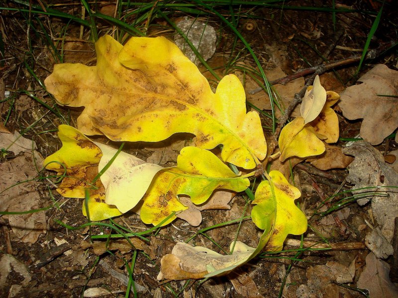 Листья желтые