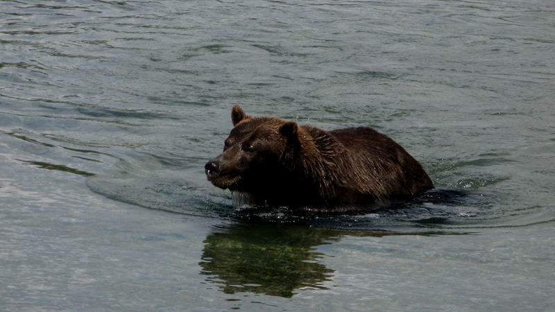 Медведь на Курильском озере 2