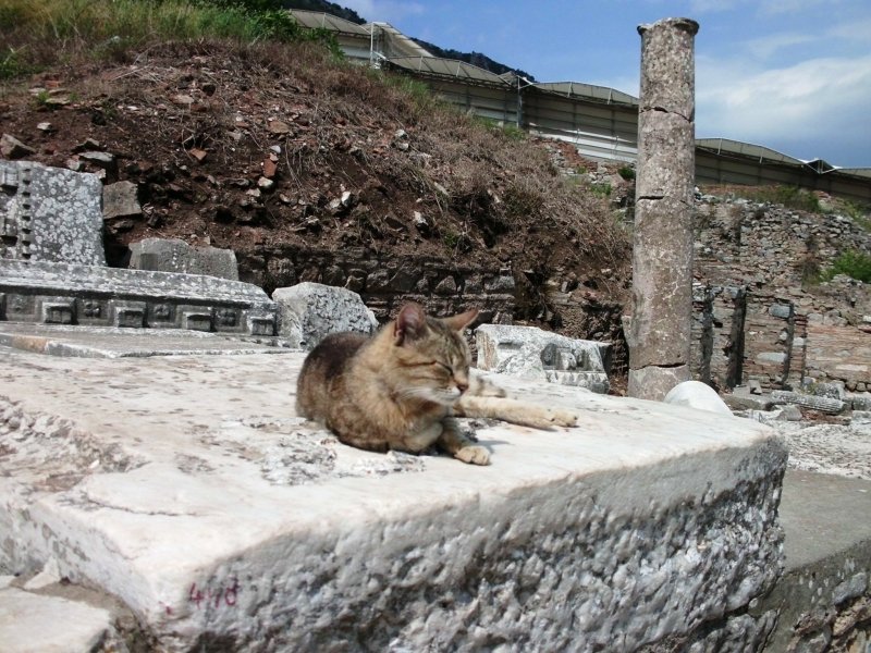 кошка в Эфесе