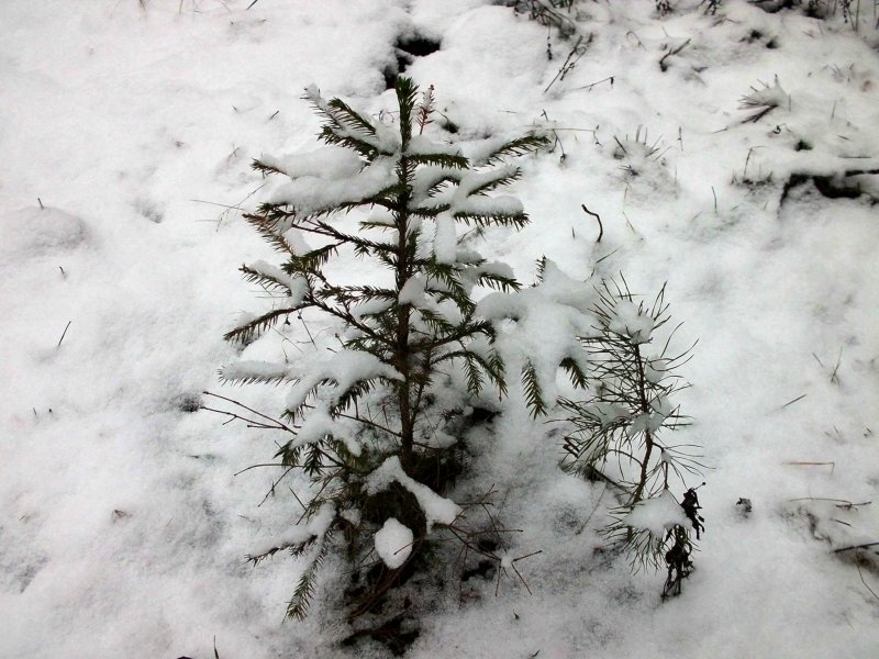 елочка в снегу