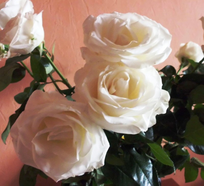 розы белые
