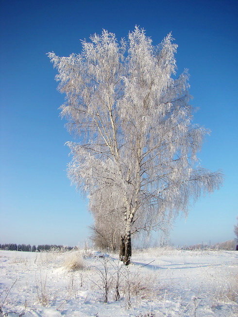 Морозный день, так ярко солнце светит…  В плену деревья все от серебра…  Не каждый красоту Зимы приметит…  Ты посмотри, какая красота…  