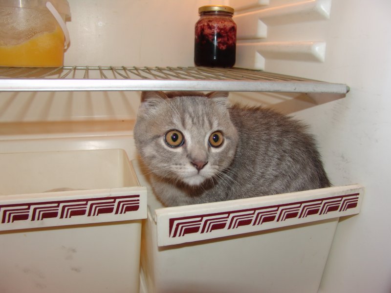 Говорят, у моих хозяев мышь в холодильнике повесилась. Странно... нет ее здесь...