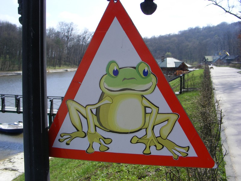 Attention Frogs