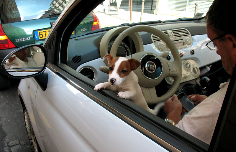 Собачка в машине