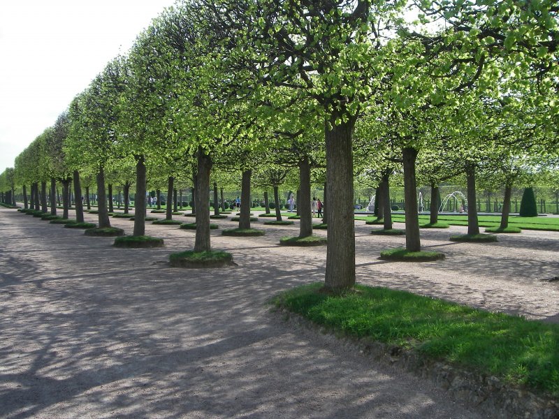 Аллеи верхнего сада Петергофа