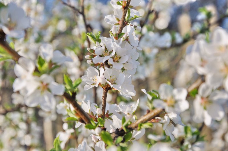 Цветы войлочной вишни