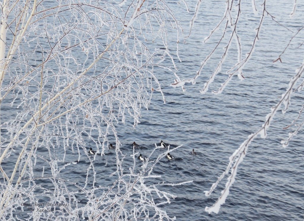 утки на холодной реке