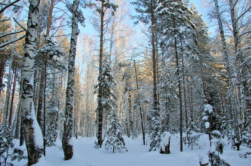 в зимнем лесу