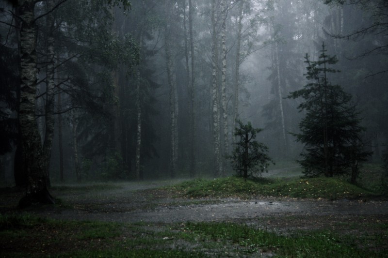 Дождь в лесу - 2