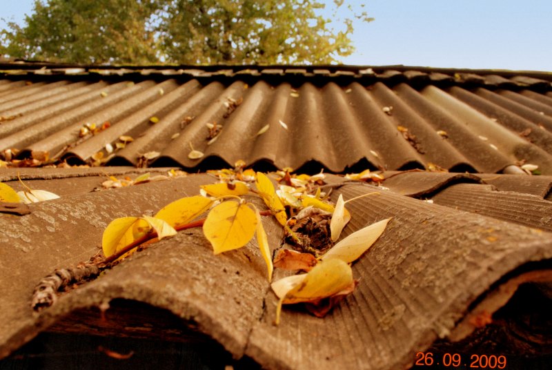 листья на крыше