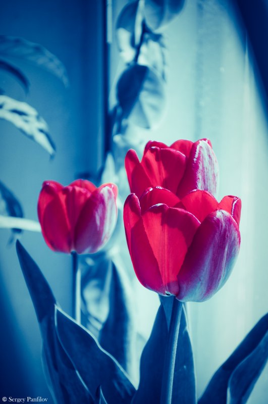 Tulipa Hybrida Apeldoom (Airplay Edit)