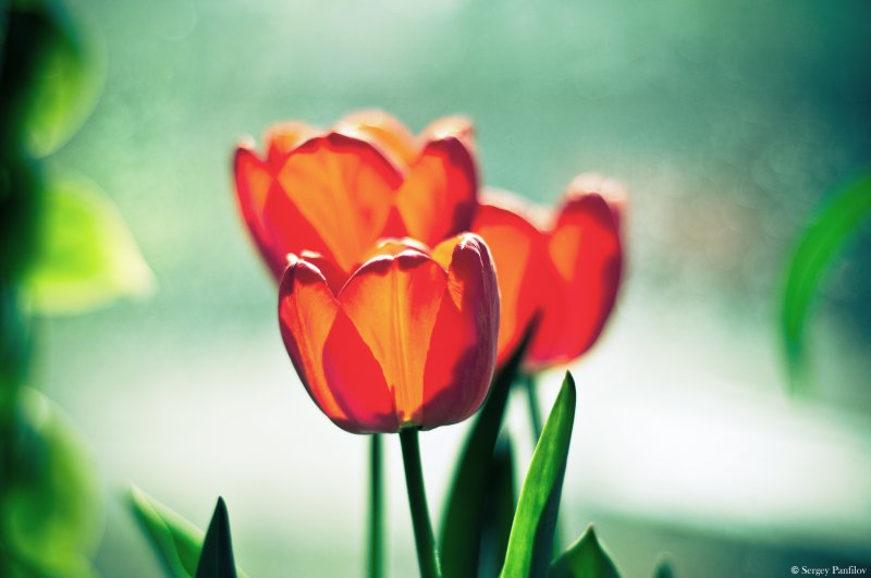 Tulipa Hybrida Apeldoom (Original Edit)