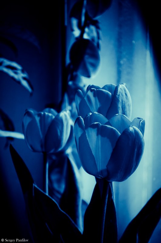 Tulipa Hybrida Apeldoom (Dark Blue Edit)