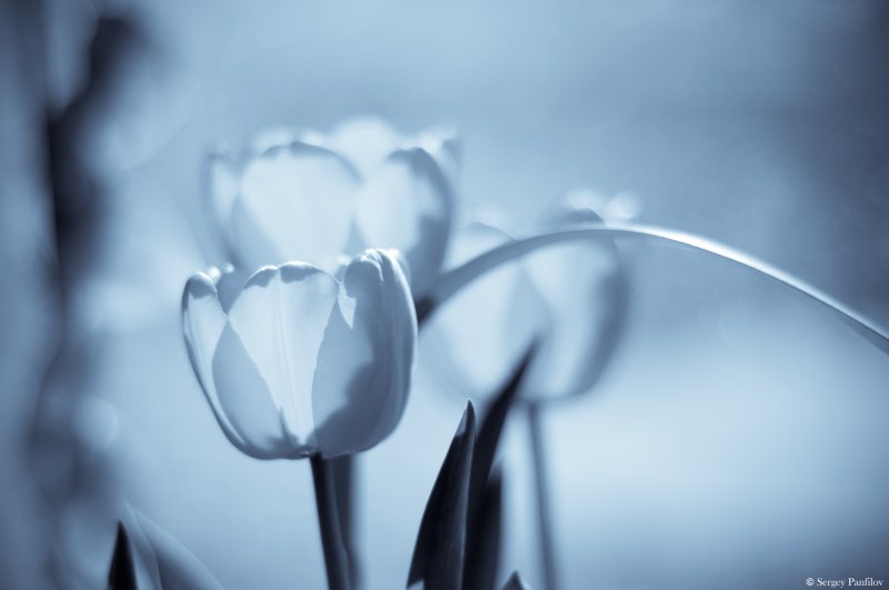 Tulipa Hybrida Apeldoom (Bright Blue Edit)