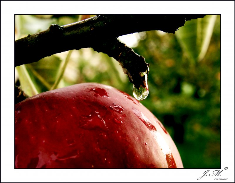 Apple After Rain