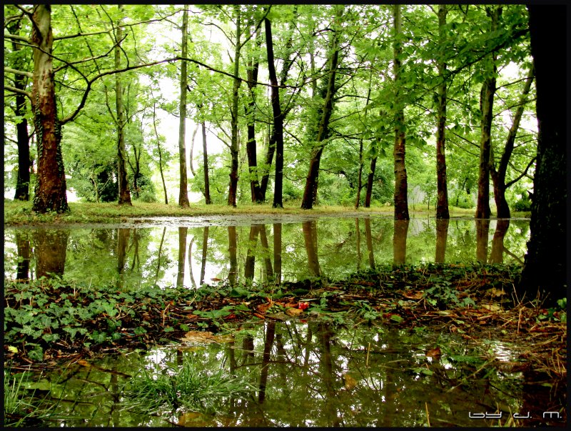 Forest After Rain
