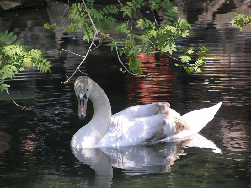 Лебедь в парке Воронцовского двора