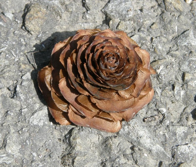 Кедровая роза