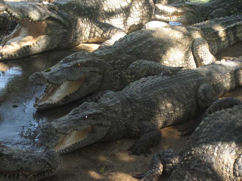 крокодилы