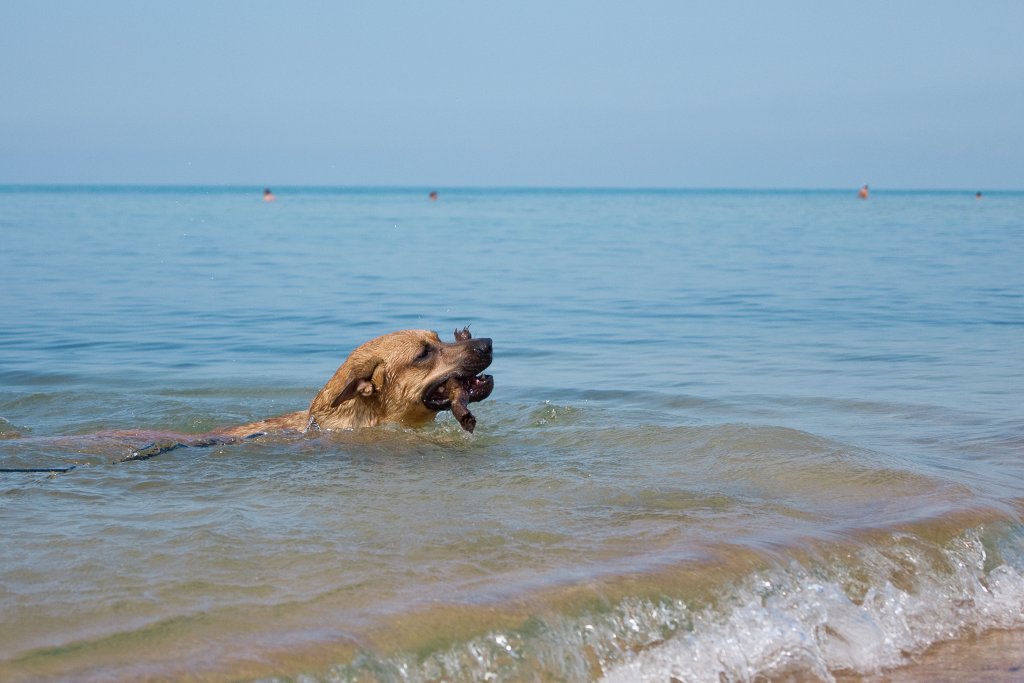 самый лучший собачий отпуск на Черном море ))
