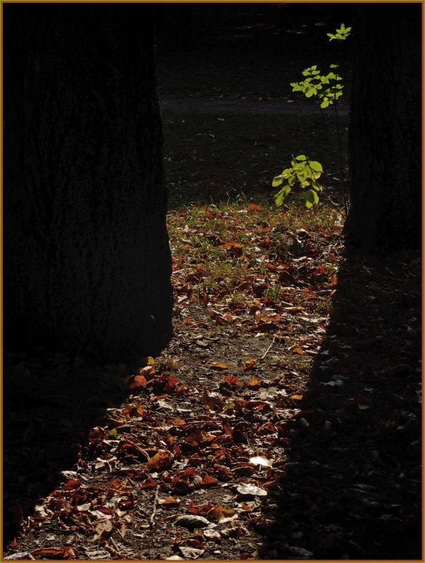Дорогой в осень, или "Осенний коридор"