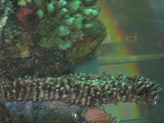 мега-аквариум