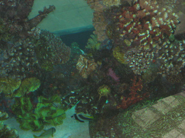 мега-аквариум