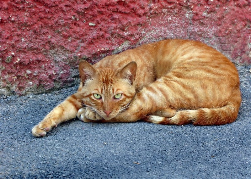 Рыжий кот с улицы Кузнечной