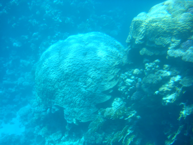 коралл- черепаший панцирь, 2000 лет