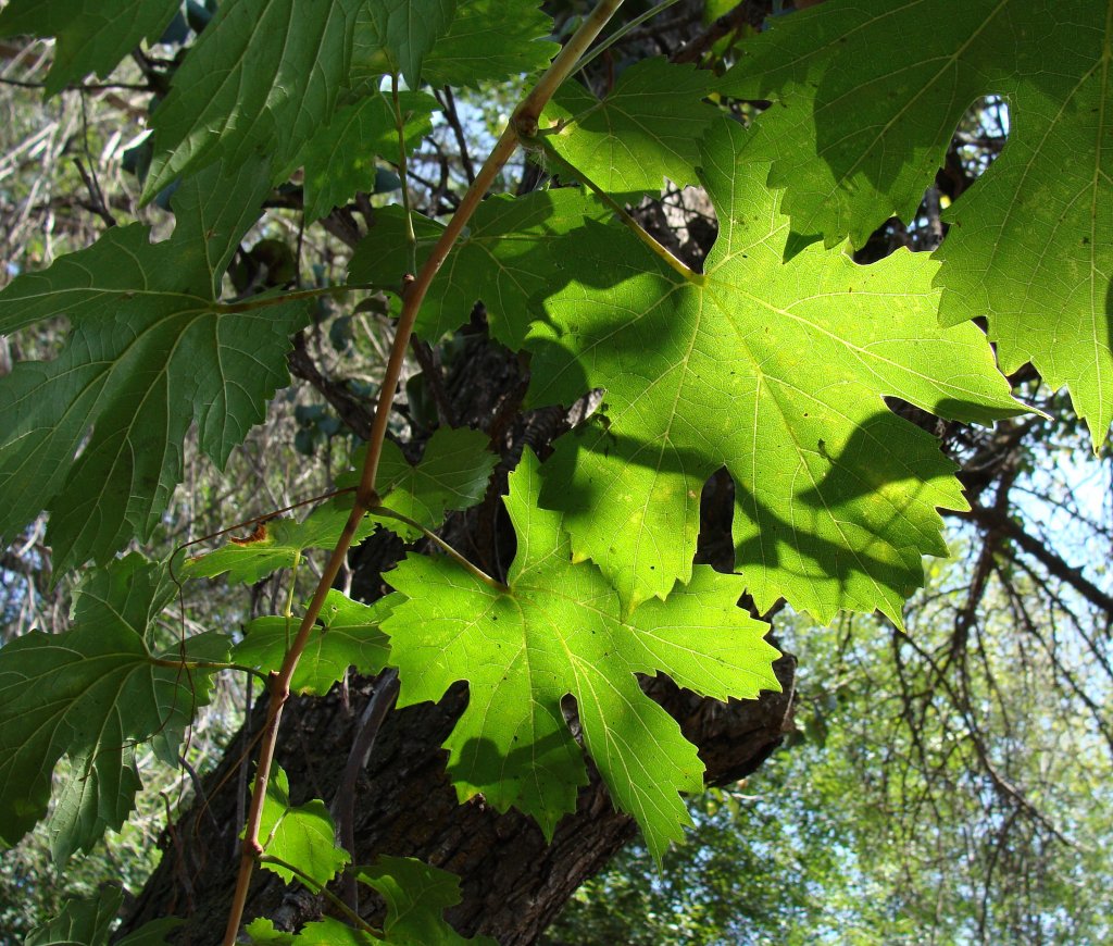 Игра солнечного света в виноградных листьях
