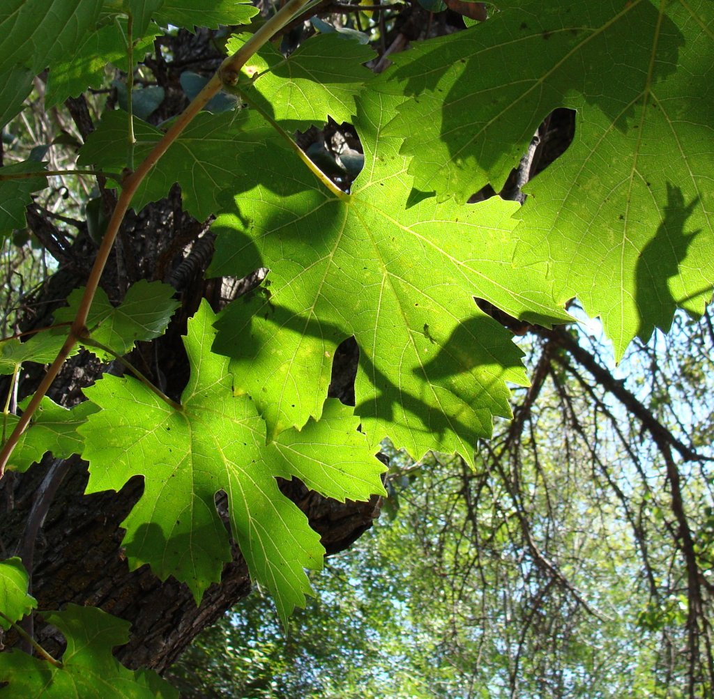 Игра солнечного света в виноградных листьях
