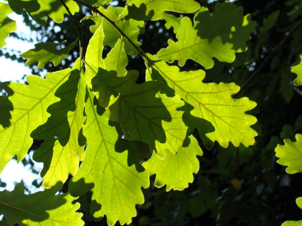 Игра солнечных лучей в дубовых листьях