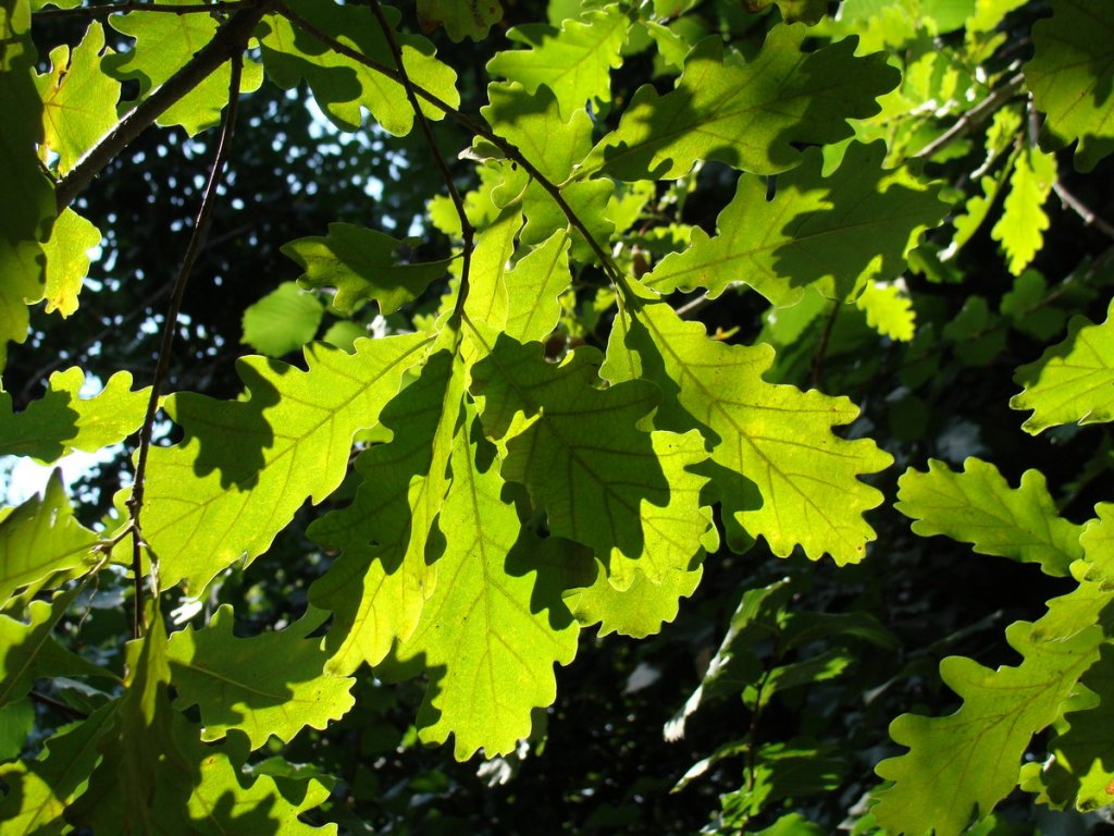 Игра солнечных лучей в дубовых листьях