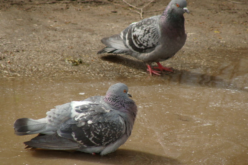 Два голубя купались в луже