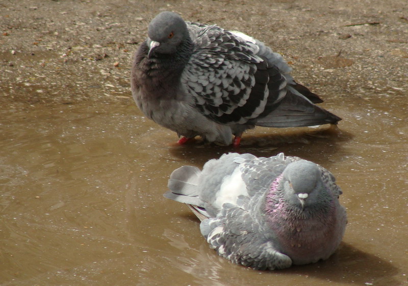 Два голубя купались в луже