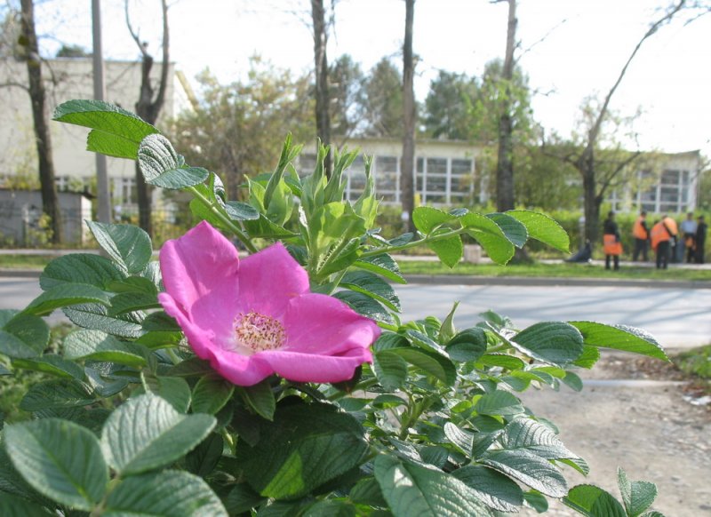 Второе цветение шиповника в Екатеринбурге_2009