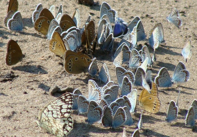 Бабочки Саянского леса