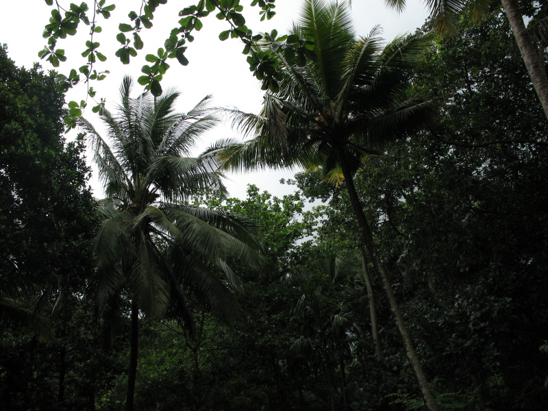 Остров Цейлон Отдых