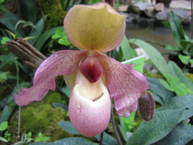 пушистая орхидеечка