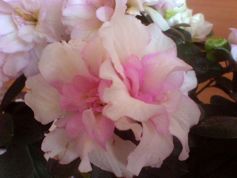 Цветок розовой азалии