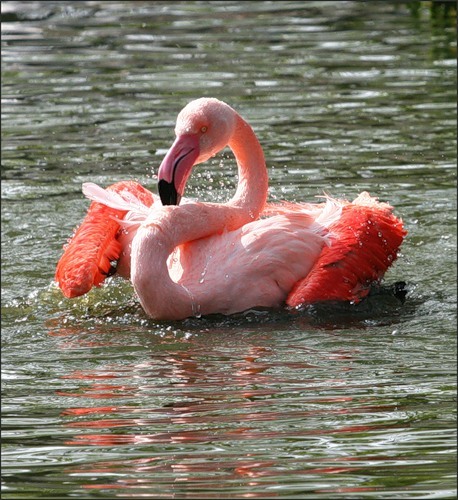 Мир розовых фламинго