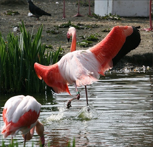 мир розовых фламинго