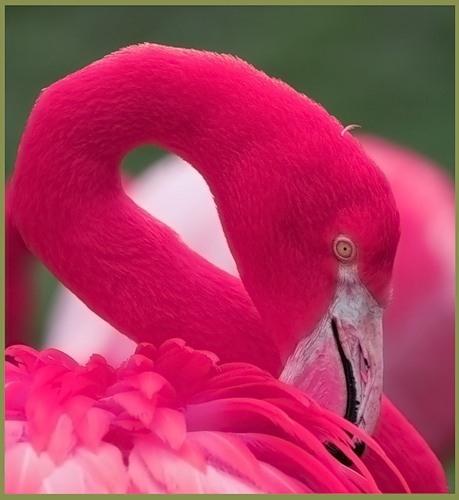 Мир розовых фламинго