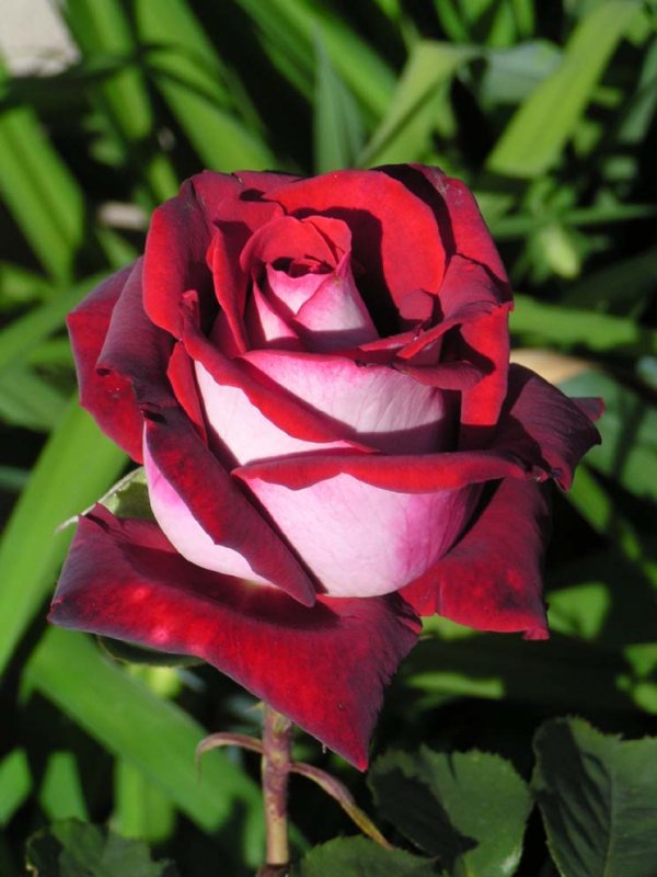 роза Осирия