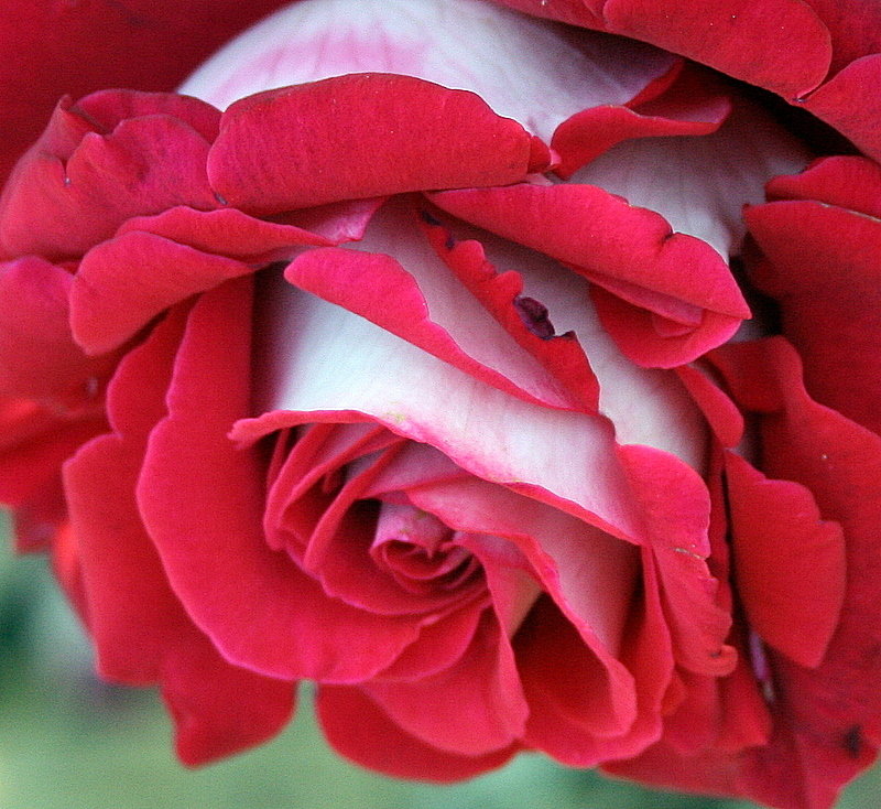 роза Осирия