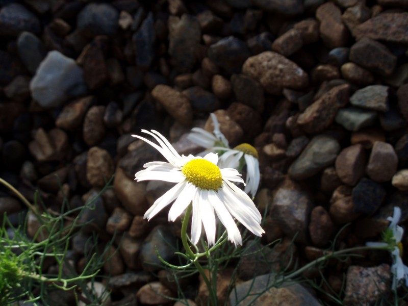 "Каменный" цветок