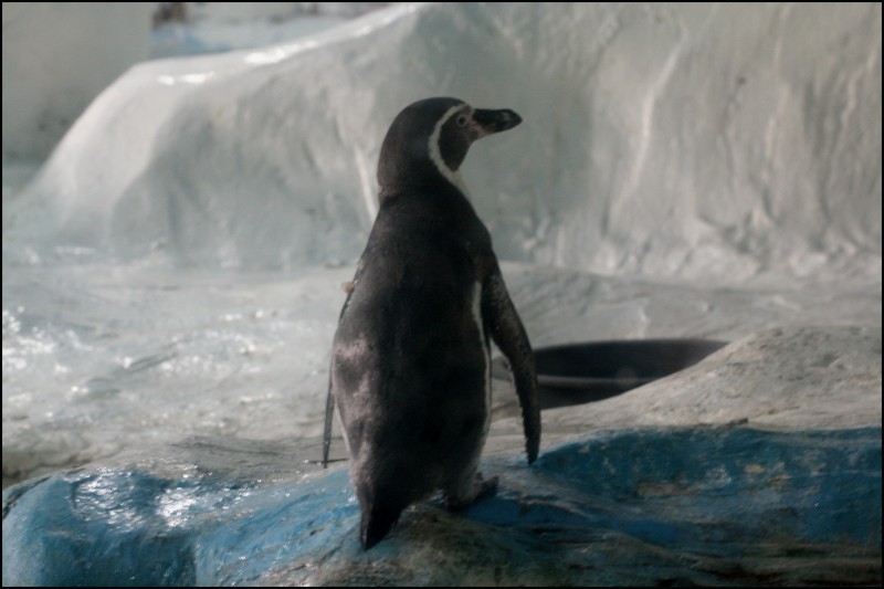 в Тае есть даже пингвины